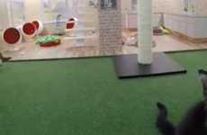 Rescue Cat Reality Shows