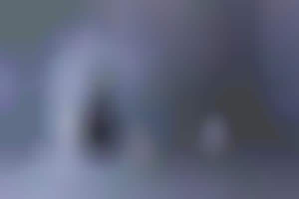 Virtual Museum Exhibitions