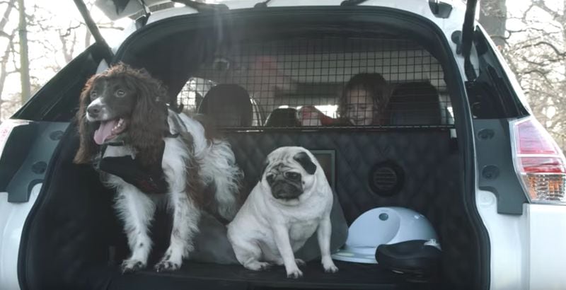 Pet-Friendly Vehicles