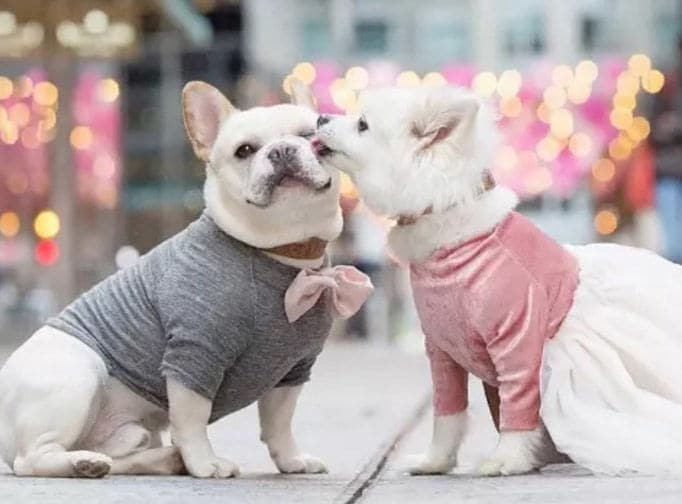 Puppy Proposal Photoshoots