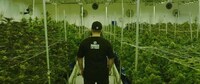 Dispensary-Sponsored Drifters Image 3