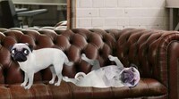 Animated Influencer Webseries Image 5