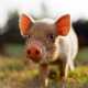 54 Pig-Inspired Innovations Image 1
