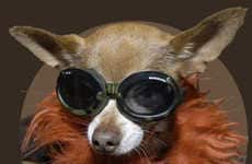 Streetwise Canine Fashion