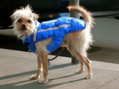 20 Questionably Stylish Pieces of Canine Couture