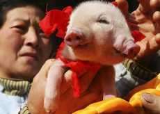 21 Unusual Creatures and Odd Animal Hybrids