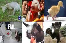 22 Celebrity Animals