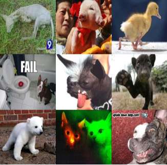 22 Celebrity Animals