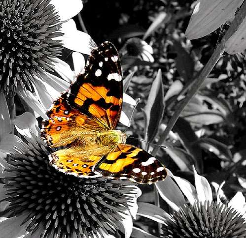 20 Bizarre Butterfly-Inspired Creations