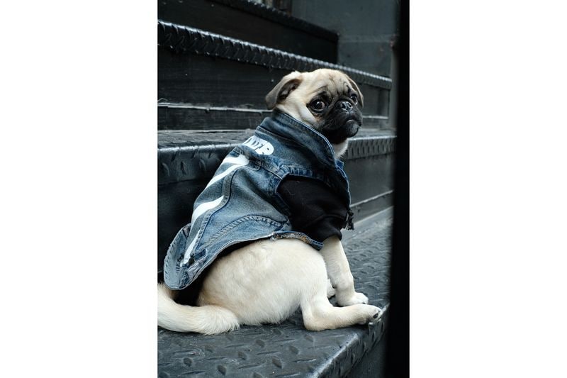 Canine Streetwear Retailers