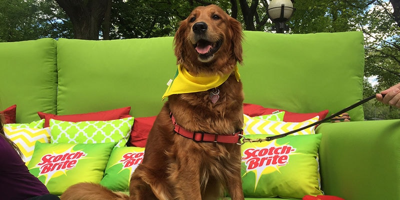 Promotional Pet Couches