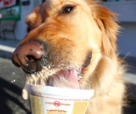 Ice Cream Dog Treats