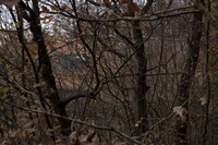 Shingle-Surrounding Cottages Image 4