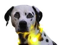 LED Light Dog Collars