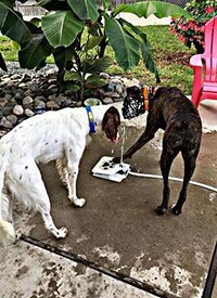 Pet-Friendly Portable Fountains Image 6