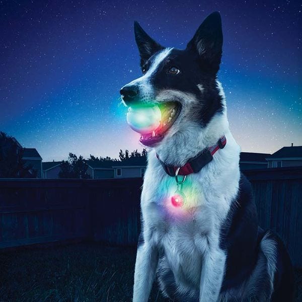 29 Outdoor Pet Innovations