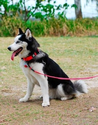 Runner-Friendly Dog Leashes Image 6