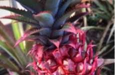 Pink-Colored Pineapples