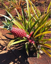 Pink-Colored Pineapples Image 2