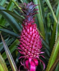 Pink-Colored Pineapples Image 3