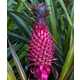 Pink-Colored Pineapples Image 3