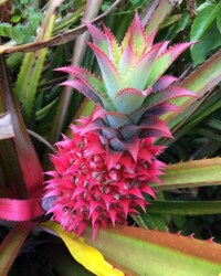 Pink-Colored Pineapples Image 4
