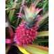 Pink-Colored Pineapples Image 4