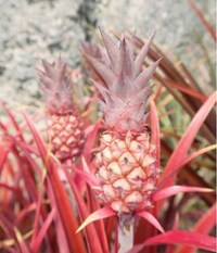 Pink-Colored Pineapples Image 5