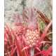 Pink-Colored Pineapples Image 5