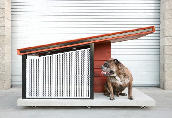 Top 70 Pet Ideas in June