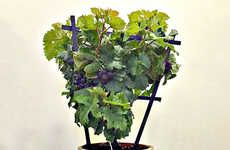 Miniature Wine Grape Plants