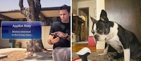 Robotic Pet Sitters Image 2