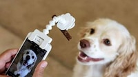 Dog-Distracting Photo Accessories Image 3