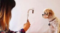 Dog-Distracting Photo Accessories Image 6