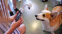 Dog-Distracting Photo Accessories Image 7