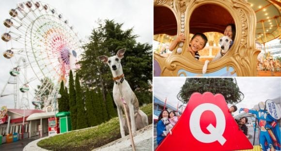 Dog-Friendly Amusement Parks