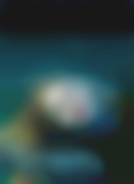 Submerged Starlet Photography