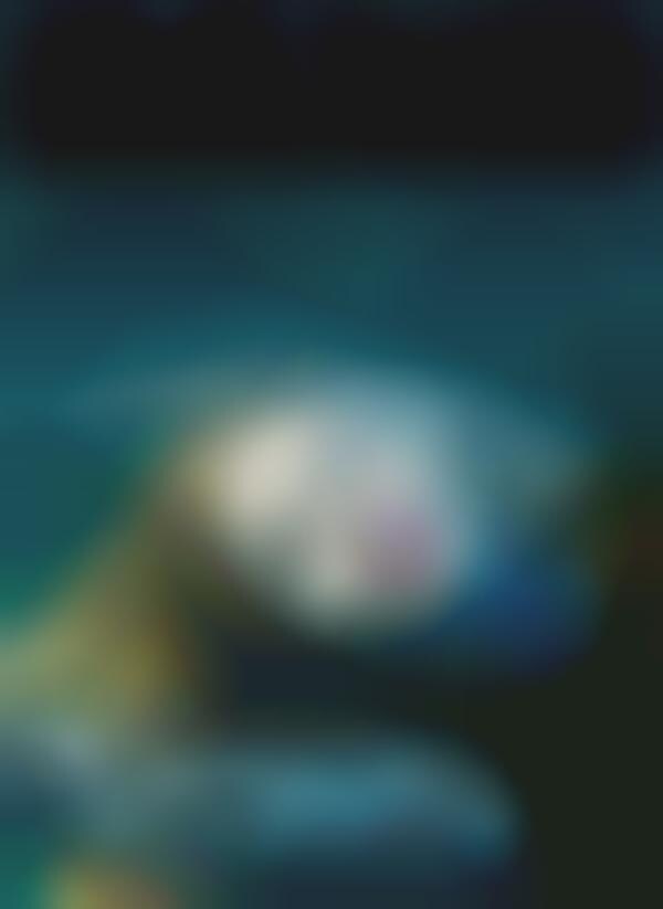 Submerged Starlet Photography