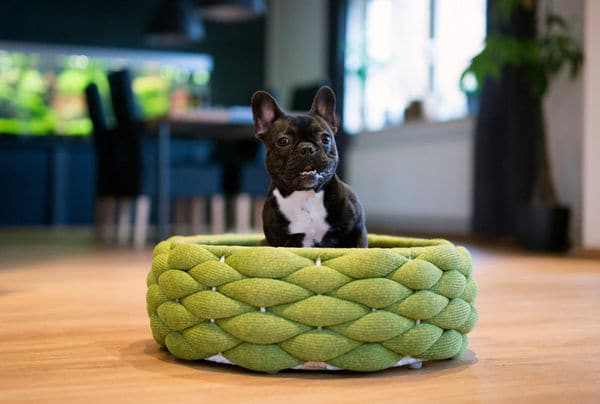 Top 25 Pet Ideas in July