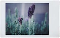 Summer-Ready Instant Cameras Image 3