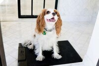 Canine Notification Mats Image 2