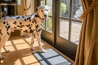 Canine Notification Mats Image 3