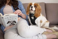 Canine Stress-Reducing Harnesses Image 2