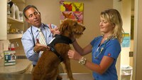 Canine Stress-Reducing Harnesses Image 5