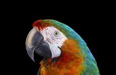 Colorful Parrot Portraiture