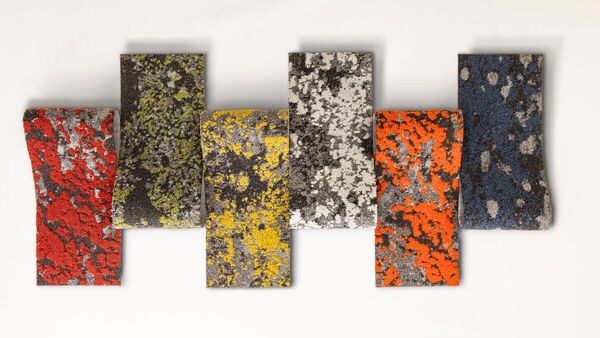 Lichen-Like Carpeting
