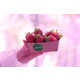 Container-Grown Strawberries Image 2