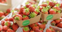Container-Grown Strawberries Image 5