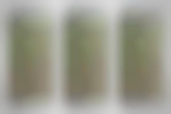 Hazy IPA Beers