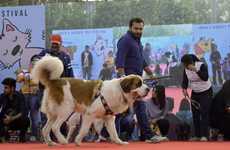 Playful Pet Festivals
